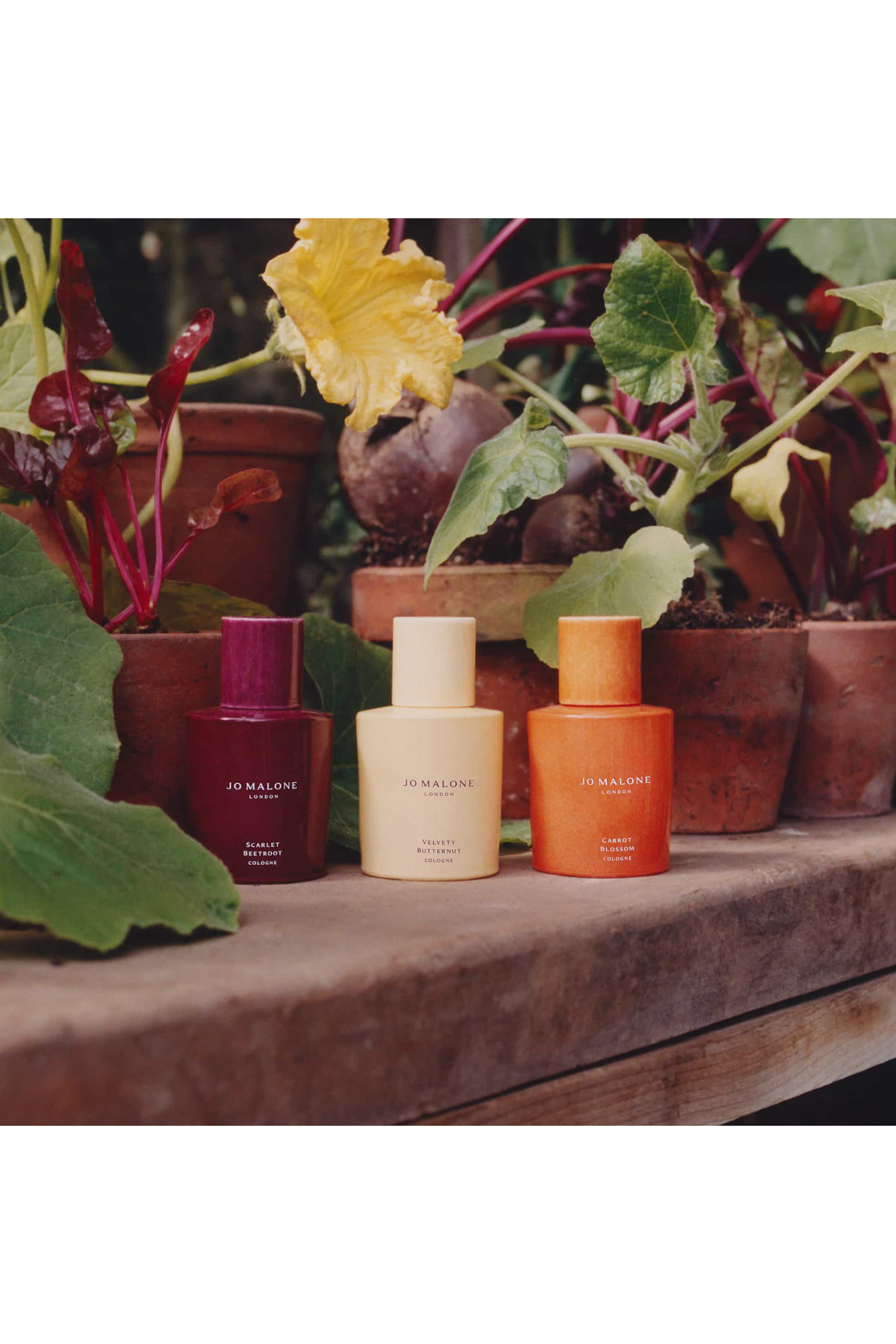 Velvety Butternut Cologne 4