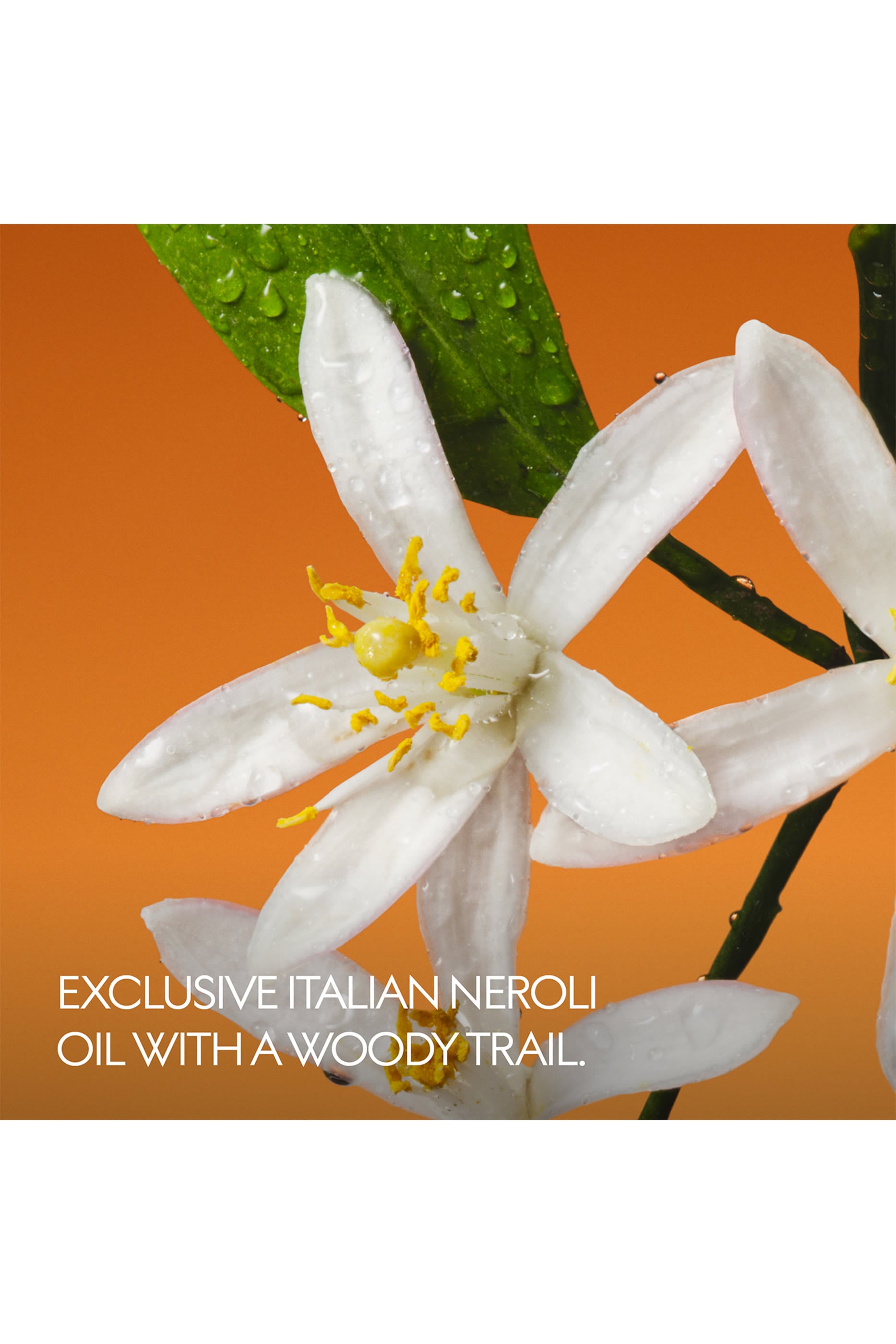 The Alchemist's Garden Fiori Di Neroli Eau de Parfum 4